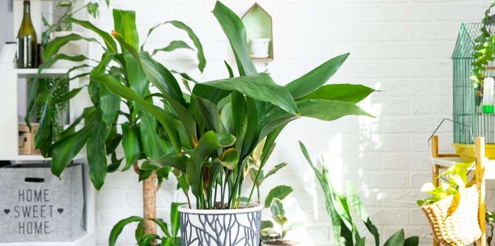 The best winter-proof houseplants