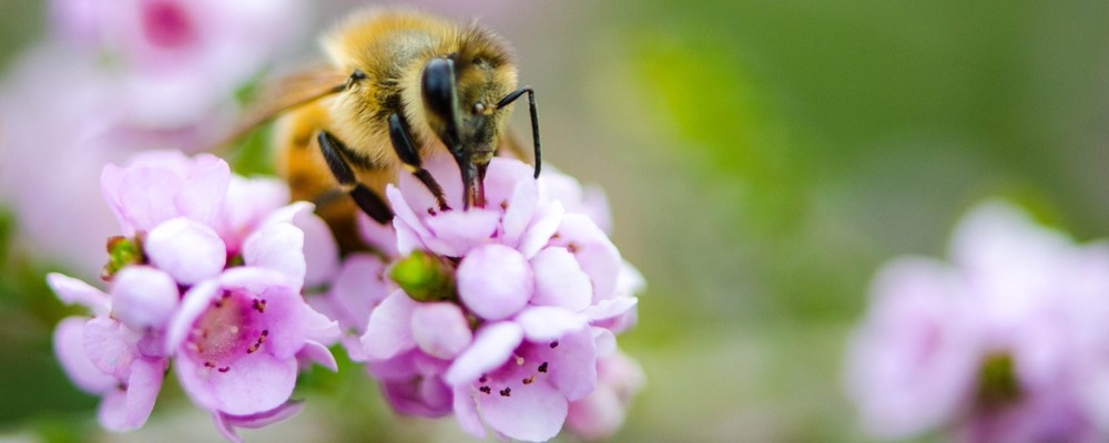 Bee on native grass | Garden Centre Guide