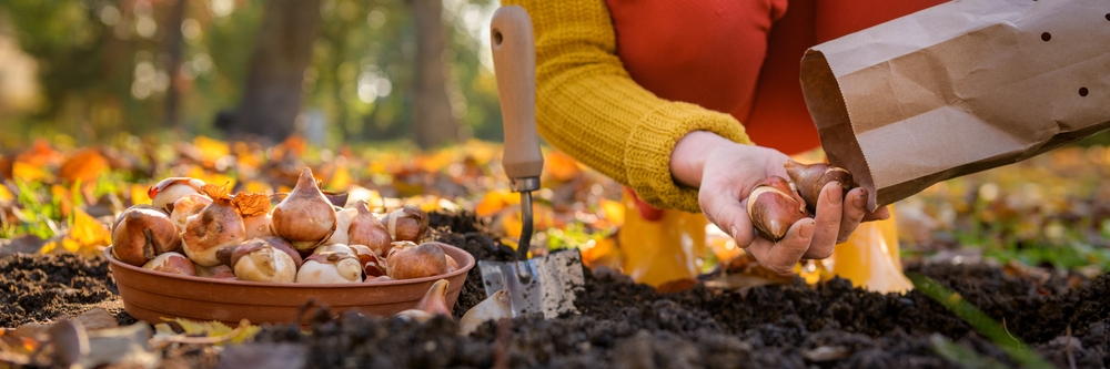 Spring Bulbs Planting Tips