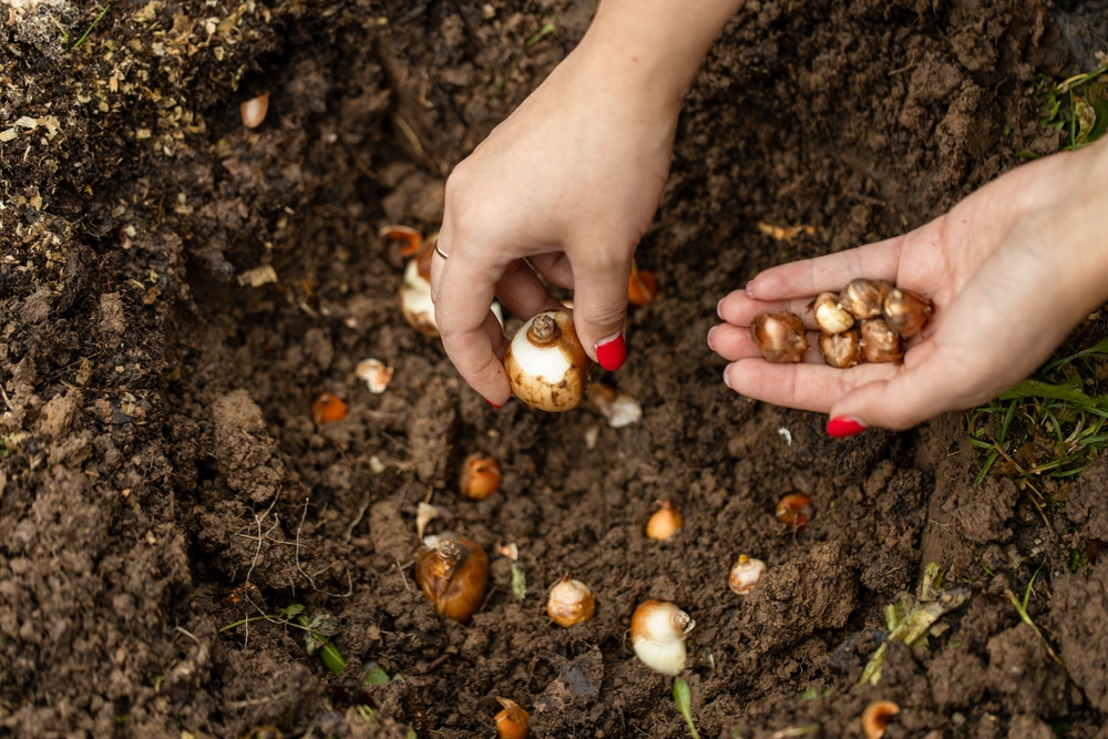 Bloembollen planten