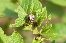 Gezonde rozen zonder ziekten en plagen (Tuinieren)