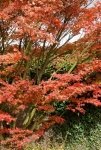 Herfstkleurtoppers van oktober (Tuinieren)