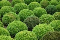 buxus snoeien in mei en juni