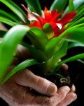 Kweek je eigen bromelia