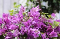 Bougainvillea; de kleurrijke verrassing!