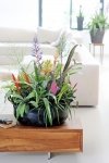 Woonplant van de maand november: de Bromelia