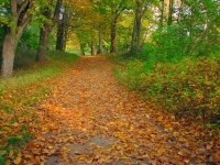 Tuintips voor November (Tuinieren)