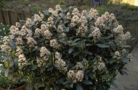 Video skimmia snoeien in mei en juni