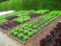 Tips voor de moestuin in juni