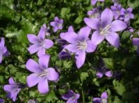 Campanula (Tuinieren)