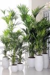 Woonplant van de maand januari: De Kentia Palm (Uitgelicht: woonplanten)