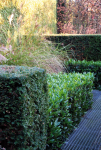 De haag als het groene behang van je tuinkamer