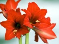 Amaryllis met kerst (Kerst)