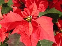 Kies een Poinsettia die bij u past