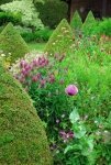 Buxus: de alleskunner in je tuin (Tuinieren)