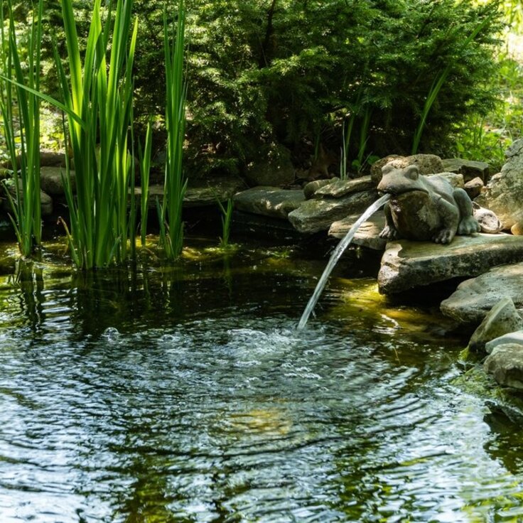 5 redenen waarom jouw tuin een vijver kan gebruiken (Vijver)