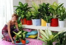 Woonplant van de maand juli: de Dieffenbachia (Uitgelicht: woonplanten)