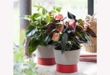 Woonplant van de maand juni: de Anthurium (Uitgelicht: woonplanten)