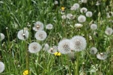 Een moestuin beginnen: weg met dat onkruid! (Moestuin)