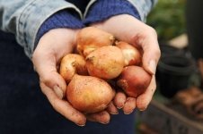 Herfstklusje: Bloembollen planten (Tuinieren)