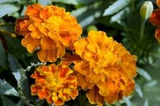 Bloemenexplosie met Impatiens, Lobelia en Tagetes