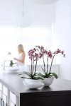 Woonplant van de maand juni: Phalaenopsis (Uitgelicht: woonplanten)