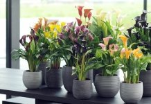 Woonplant van de maand mei: de Calla (Uitgelicht: woonplanten)