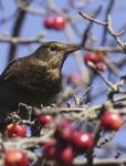 Bessenstruiken voor vogels