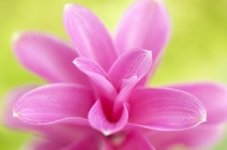 Curcuma roots for moods: de plant met veel gezichten