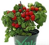 Win een moestuinpakket van Easy Plant