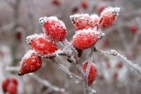 Tuinvideo: Kleur in de wintertuin