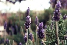 Instructievideo lavendel snoeien in augustus