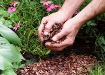 Cacaodoppen als natuurlijke bodembedekker (Tuinieren)