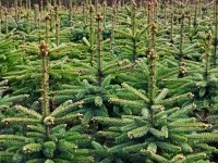 Soorten kerstbomen (Feestdagen)