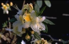 Nu snoeien: Uitgebloeide Rhododendron (Tuinieren)