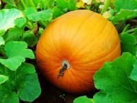 Moestuinkalender oktober (Tuinieren)