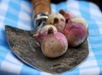 voorjaarsbollen vanaf nu verkrijgbaar (Tuinieren)