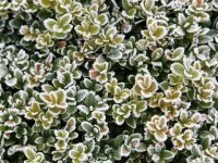 Buxus in de winter (Tuinieren)