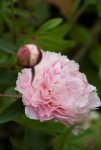 Vasteplantenfestival met kleurige bloemen (Tuinieren)