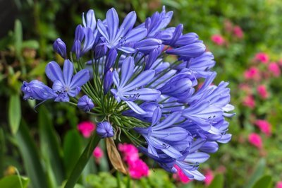 Welke plant is geschikt voor de geveltuin? (Tuinieren)