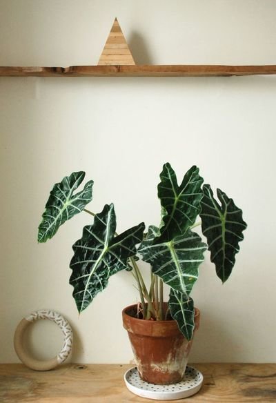 Woonplant september: Alocasia (Uitgelicht: woonplanten)