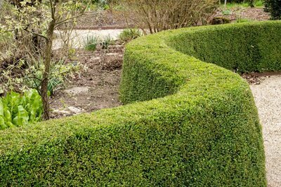 Een alternatief voor de buxus (Tuinieren)