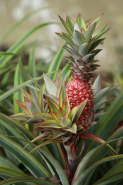 Eindelijk een remedie tegen snurken! (Uitgelicht: woonplanten)