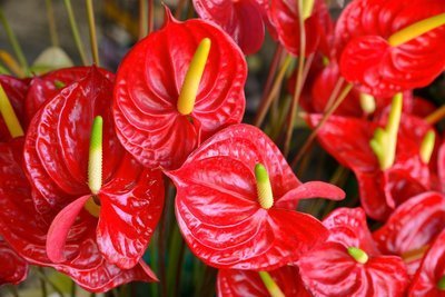 Woonplant van de maand december: Anthurium (Uitgelicht: woonplanten)