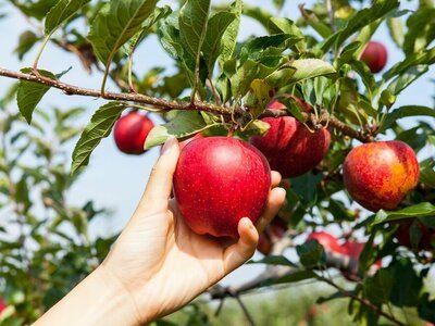 Fruitbomen kopen