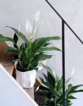 Woonplant van de maand augustus: Spathiphyllum (Uitgelicht: woonplanten)