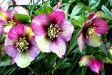 De Helleborus geeft kleur in uw wintertuin (Tuinieren)