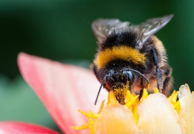 Tips voor een bijvriendelijke tuin (Dieren in de tuin)