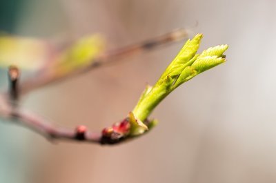 Herken de groeiende plant (Tuinieren)