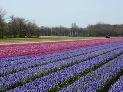 Bloembollenmarkt 2016 (Tuin- en woonevents)